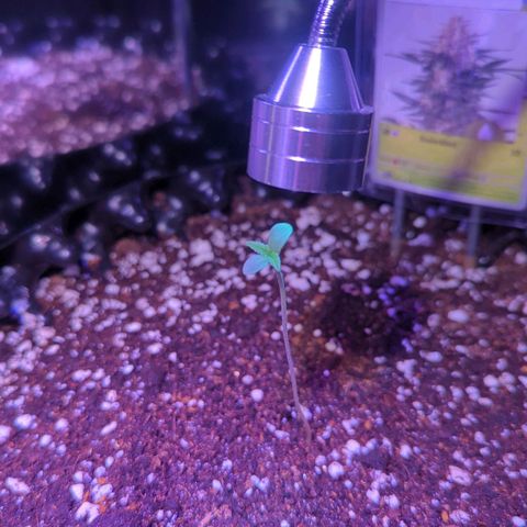 Green Gelato Automatic growlog timeline photo