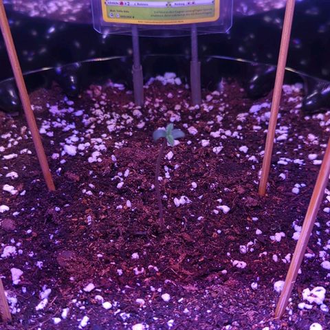 Amnesia Haze Automatic growlog photo