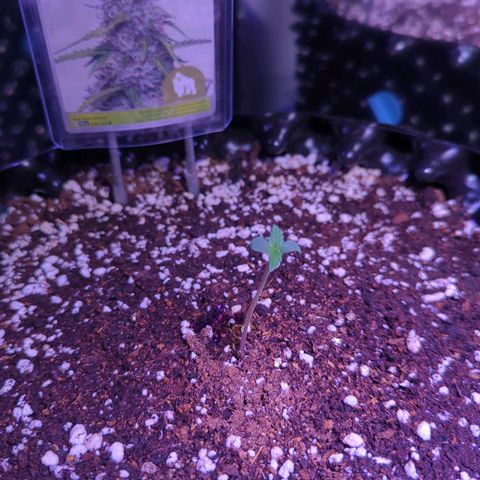 Royal Gorilla Automatic growlog timeline photo