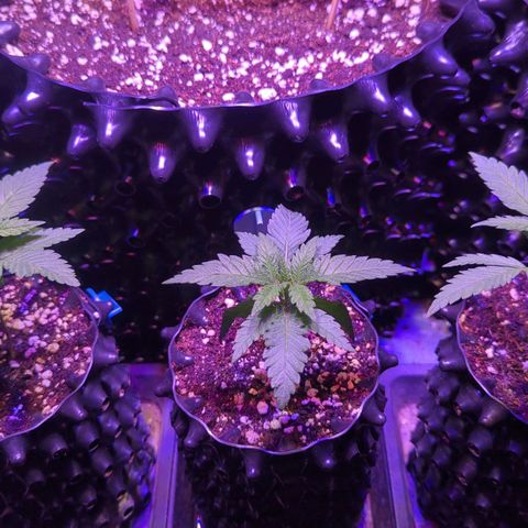 Sweet ZZ growlog photo: Y neuer Topf