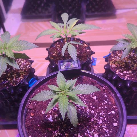 Sweet ZZ growlog photo: 30 DLI - Vegetative Beleuchtung 