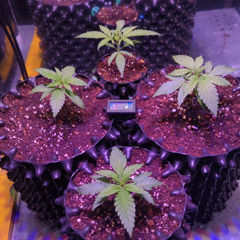 Sweet ZZ growlog photo: Umtopfen - Sativa Phänotyp nicht