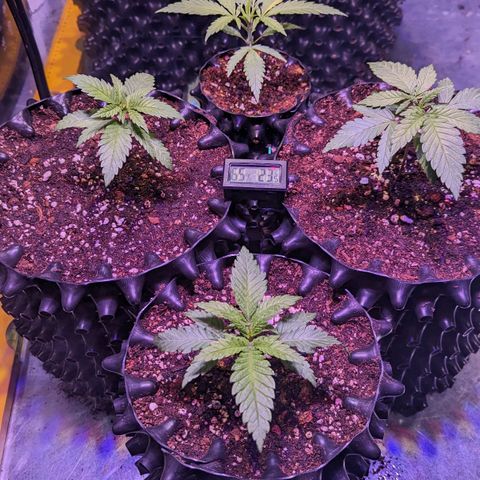 Sweet ZZ growlog timeline photo