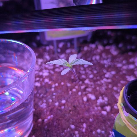 Green Gelato Automatic growlog timeline photo