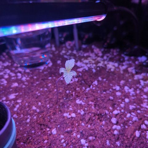 Amnesia Haze Automatic growlog timeline photo