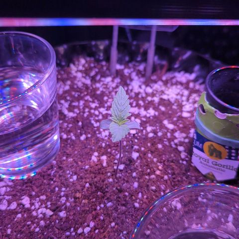 Royal Gorilla Automatic growlog timeline photo