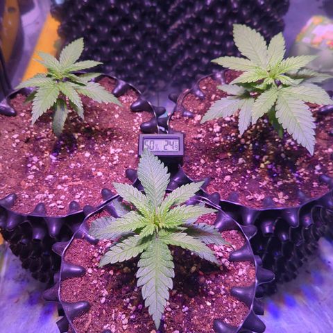 Sweet ZZ growlog photo: Neues Zuhause für Y