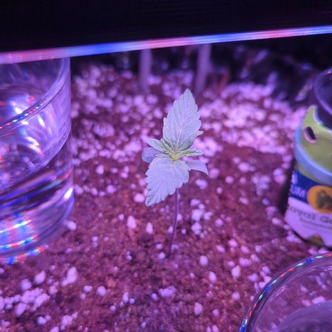 Royal Gorilla Automatic growlog timeline photo