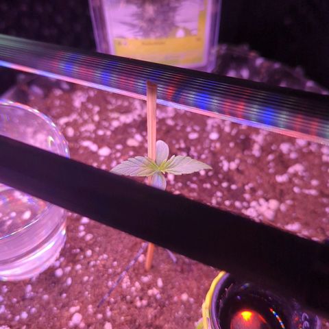 Green Gelato Automatic growlog timeline photo