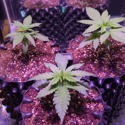 Sweet ZZ growlog timeline photo