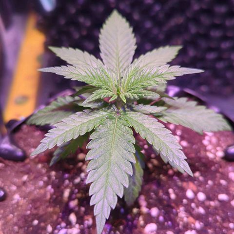 Sweet ZZ growlog timeline photo