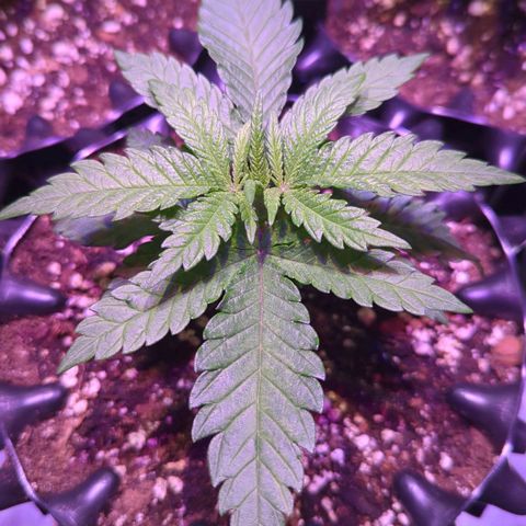 Sweet ZZ growlog timeline photo