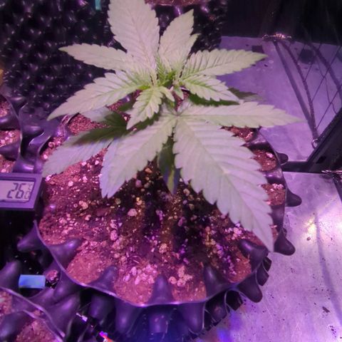 Sweet ZZ growlog timeline photo
