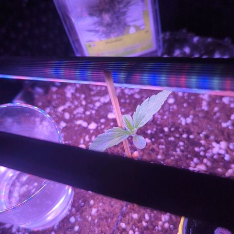 Green Gelato Automatic growlog timeline photo