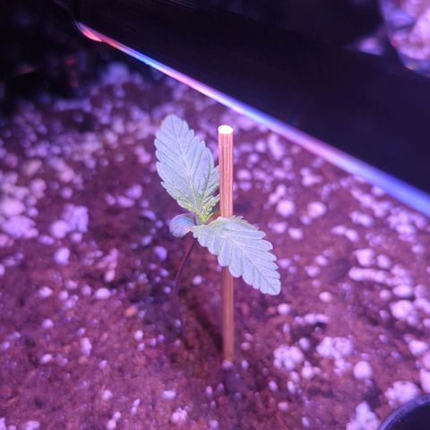 Amnesia Haze Automatic growlog timeline photo