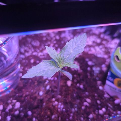 Royal Gorilla Automatic growlog timeline photo