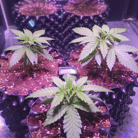 Sweet ZZ growlog timeline photo