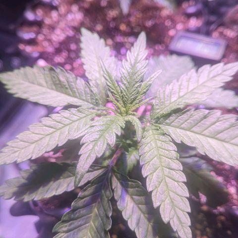 Sweet ZZ growlog timeline photo