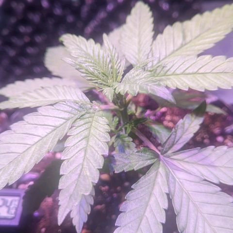 Sweet ZZ growlog timeline photo