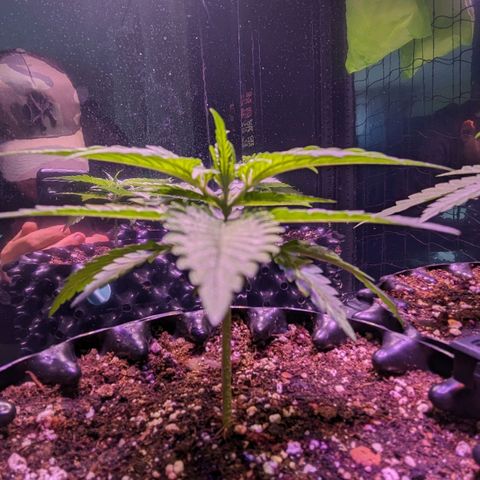 Sweet ZZ growlog timeline photo
