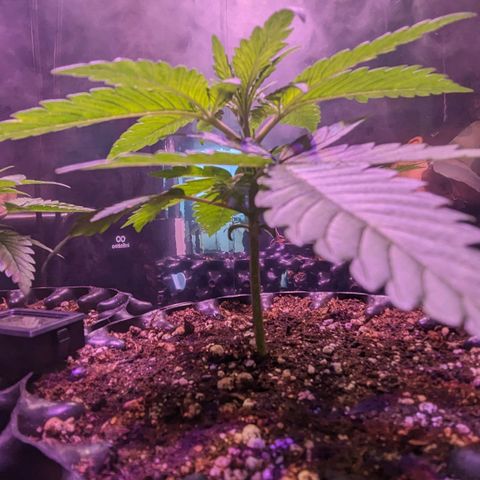 Sweet ZZ growlog timeline photo
