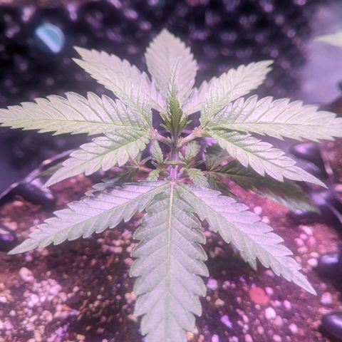 Sweet ZZ growlog timeline photo