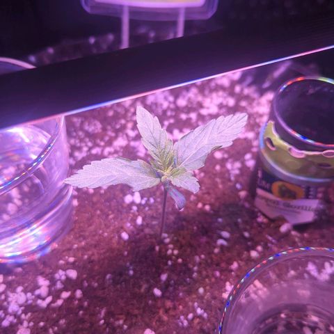 Royal Gorilla Automatic growlog timeline photo