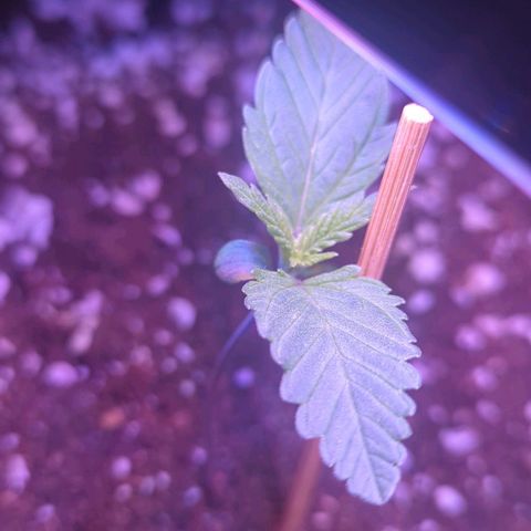 Amnesia Haze Automatic growlog timeline photo