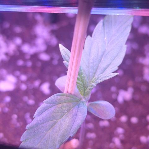 Green Gelato Automatic growlog timeline photo