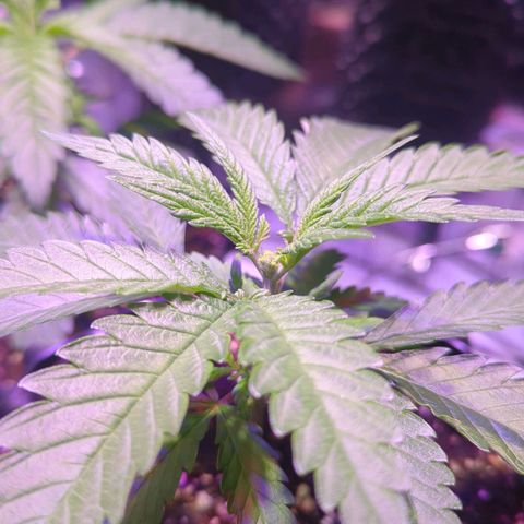 Sweet ZZ growlog timeline photo