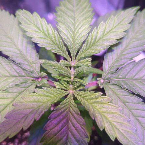 Sweet ZZ growlog timeline photo