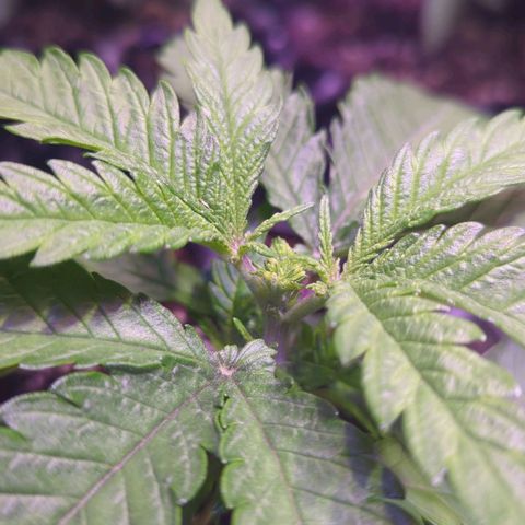 Sweet ZZ growlog timeline photo