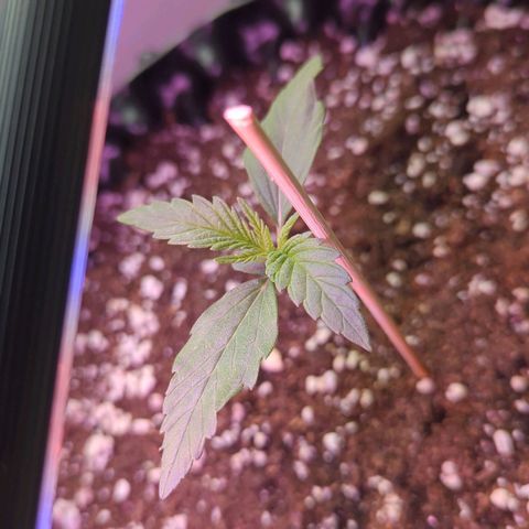 Green Gelato Automatic growlog timeline photo