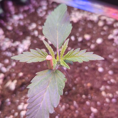 Amnesia Haze Automatic growlog timeline photo