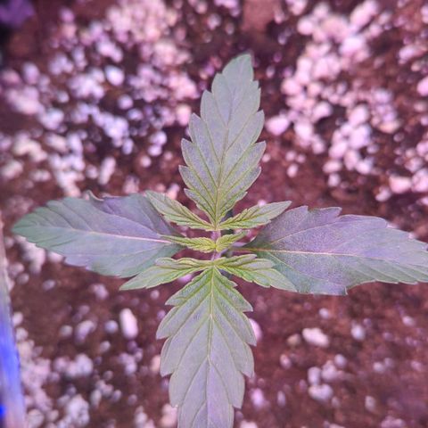 Royal Gorilla Automatic growlog timeline photo