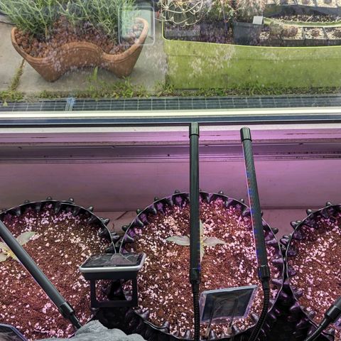 Royal Gorilla Automatic growlog photo: Ab heute Süd Fenster ~ 6 - 8h Licht + LED 