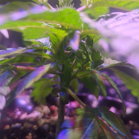 Sweet ZZ growlog timeline photo