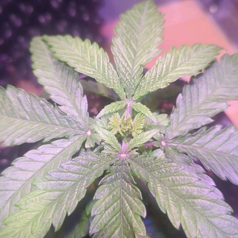 Sweet ZZ growlog timeline photo