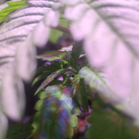 Sweet ZZ growlog timeline photo