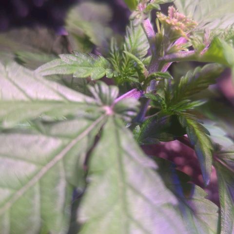 Sweet ZZ growlog timeline photo