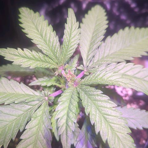 Sweet ZZ growlog timeline photo