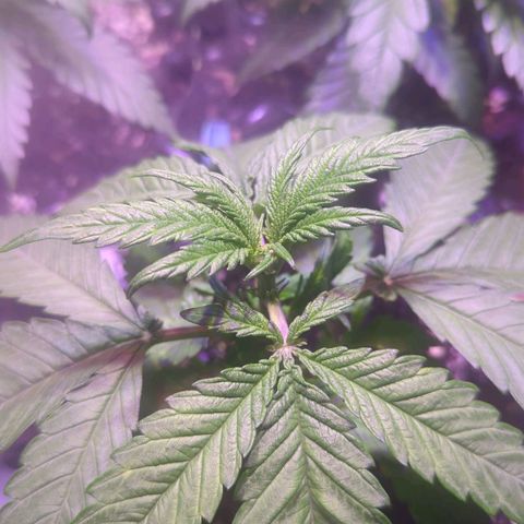 Sweet ZZ growlog timeline photo