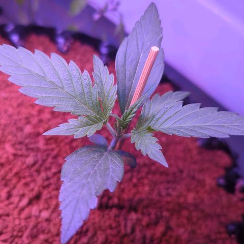 Green Gelato Automatic growlog timeline photo