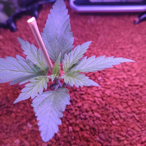 Amnesia Haze Automatic growlog timeline photo