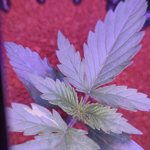 Royal Gorilla Automatic growlog timeline photo