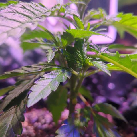 Sweet ZZ growlog photo: Entlaubung 