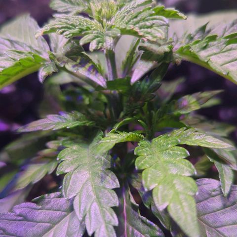 Sweet ZZ growlog photo: Entlaubung 