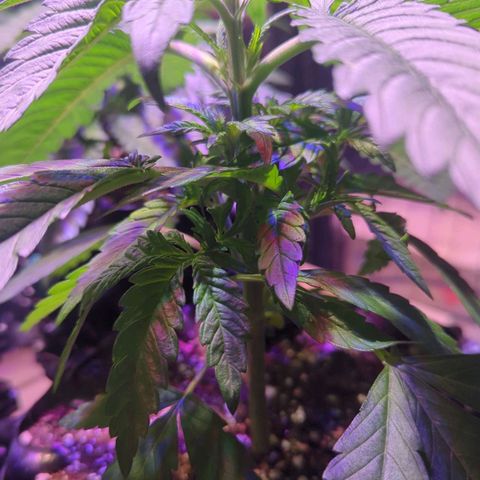 Sweet ZZ growlog photo: Entlaubung 