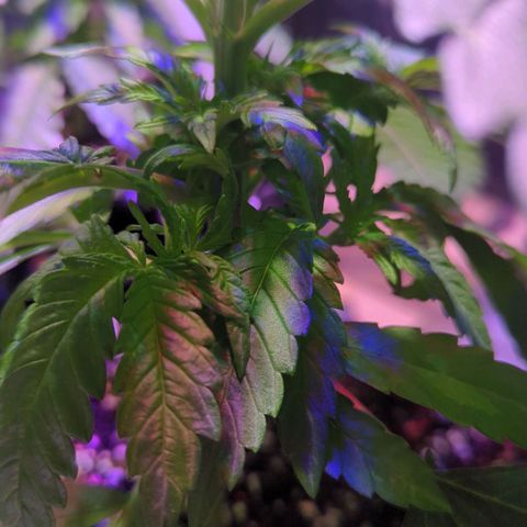 Sweet ZZ growlog timeline photo