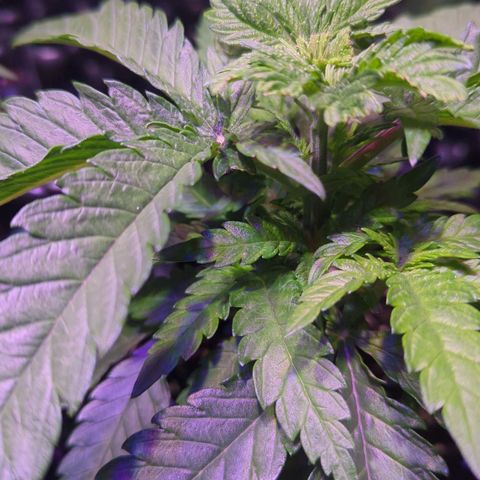 Sweet ZZ growlog timeline photo